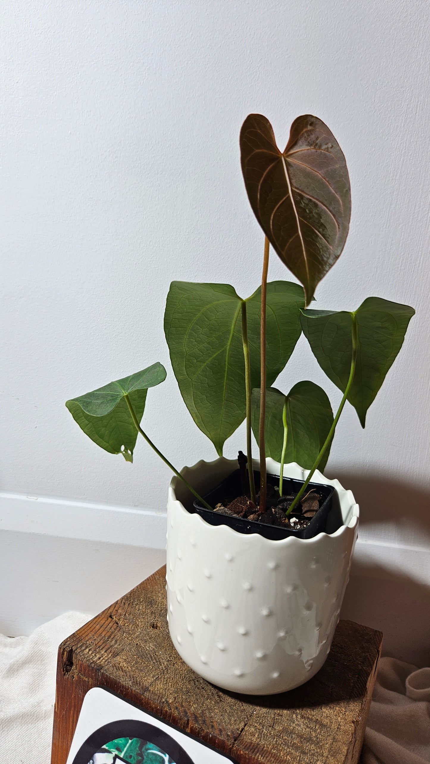 Anthurium Magnificum X AOS Équateur "format MOYEN"(ANT-222)