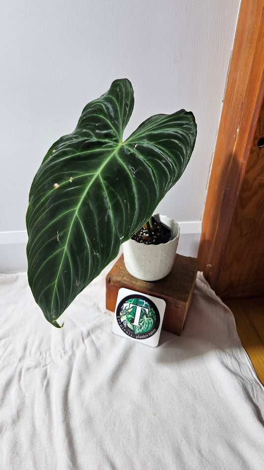 Philodendron Splendide "format XLARGE" (PHI-922)