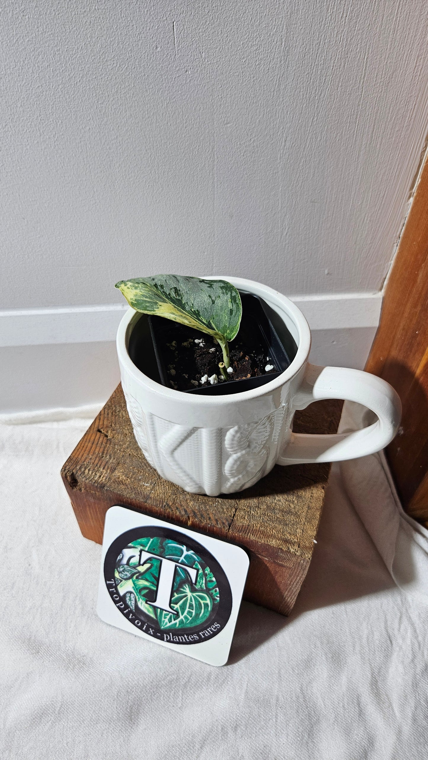 Scindapsus Peasun (SCI-1061)