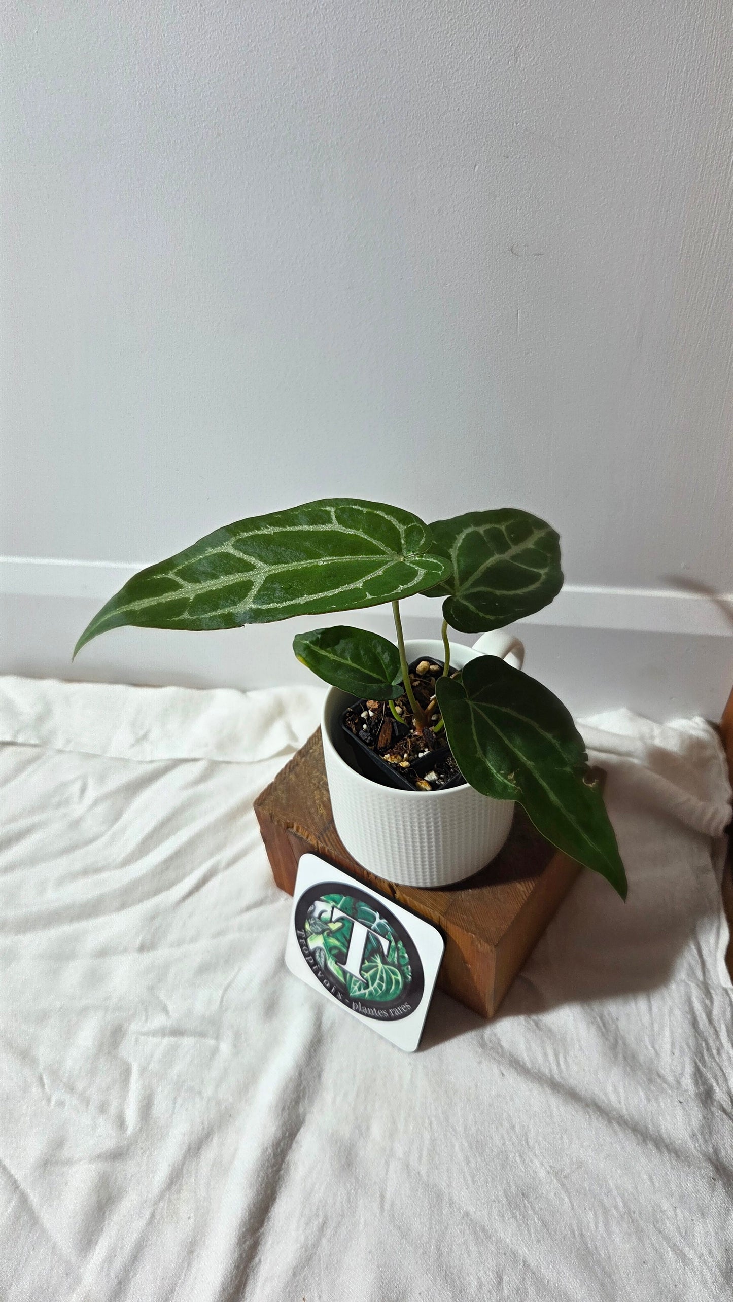 Anthurium Crystallinum Chocolate X Michelle "format MOYEN" (ANT-672)