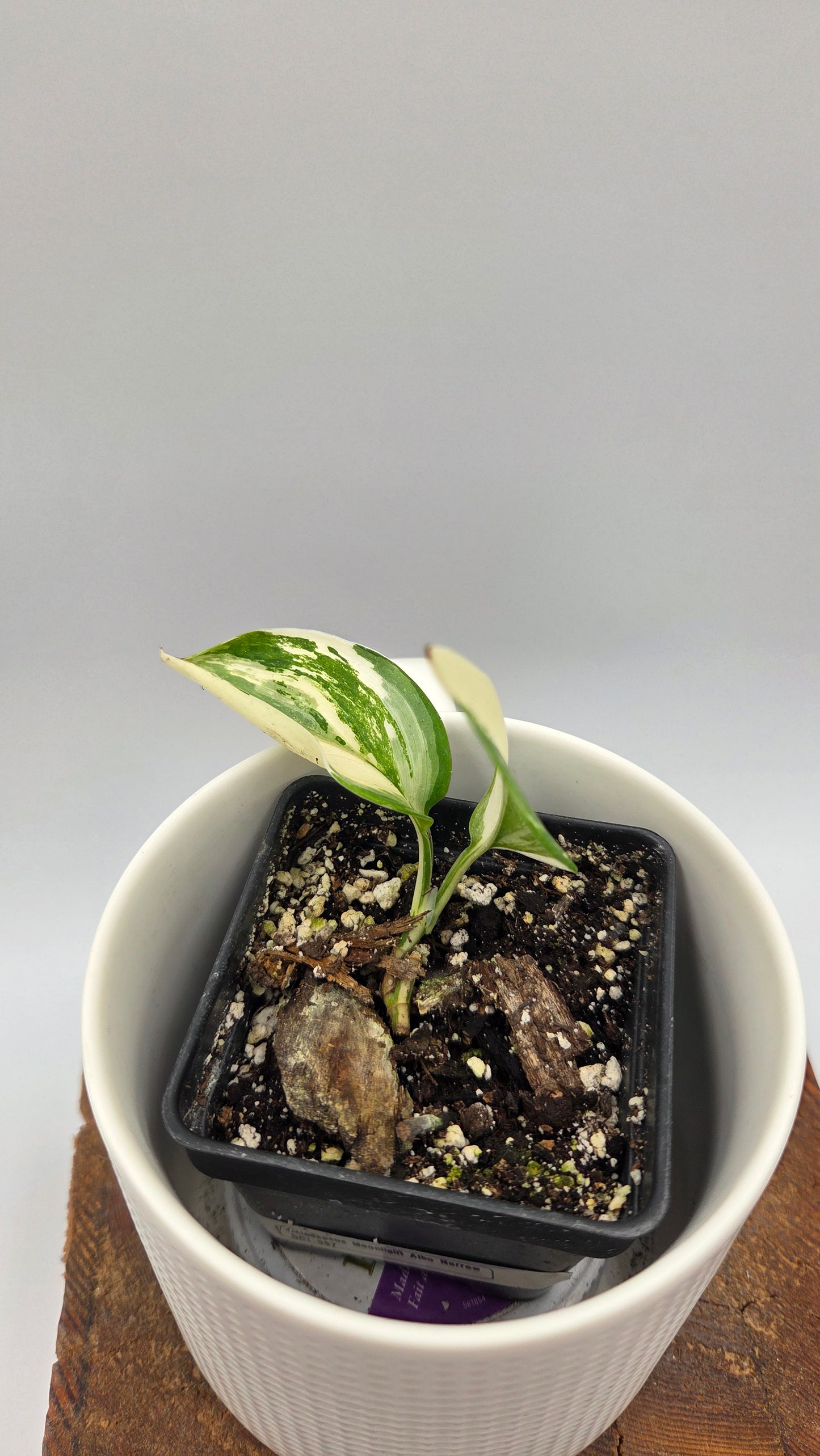 Scindapsus Moonlight Albo Narrow (SCI-907)