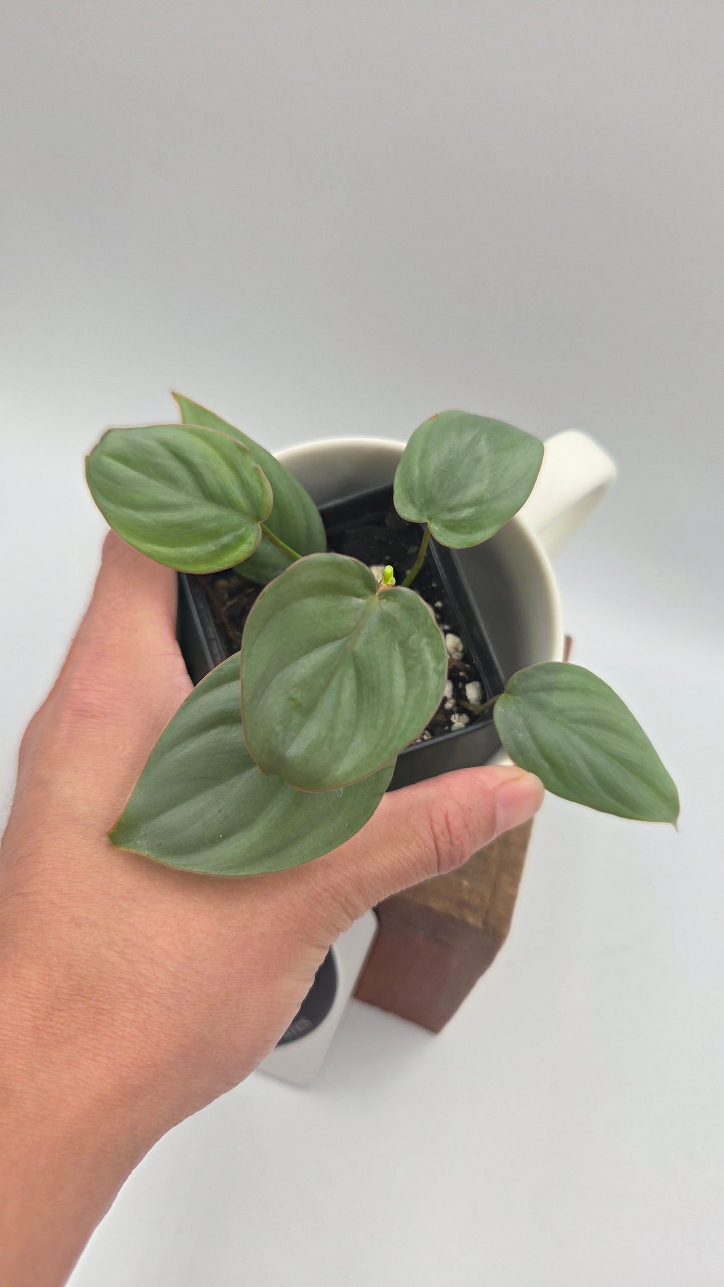 Philodendron Pastazanum Aff Silver (PHI-1072)