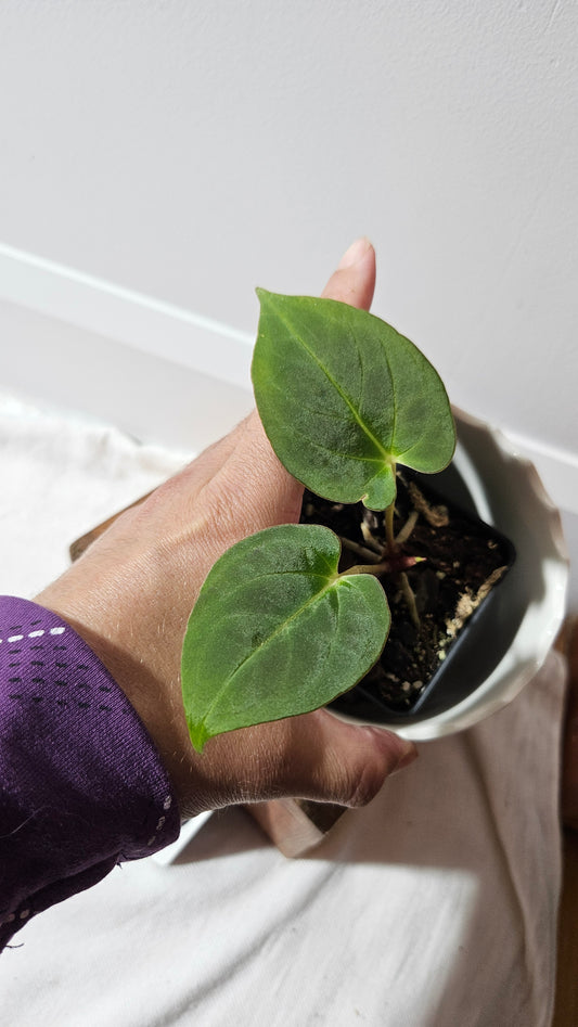 Anthurium BVIT "format MOYEN" (ANT-120)