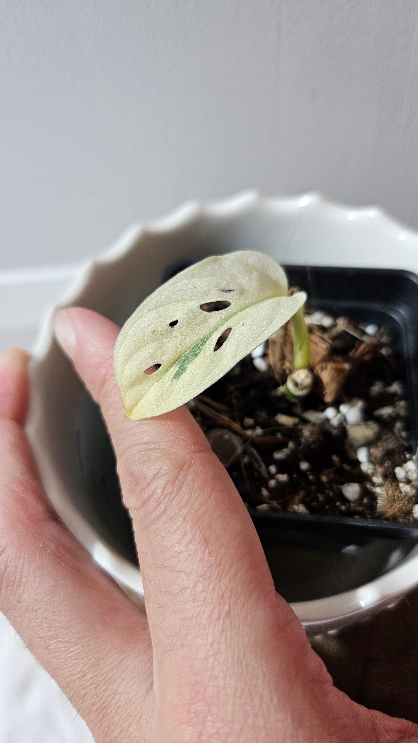 Monstera Andasonii Archipelago Ghost (MON-455)