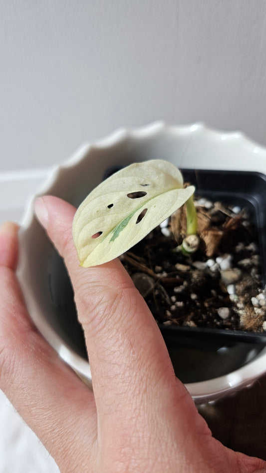 Monstera Andasonii Archipelago Ghost (MON-455)