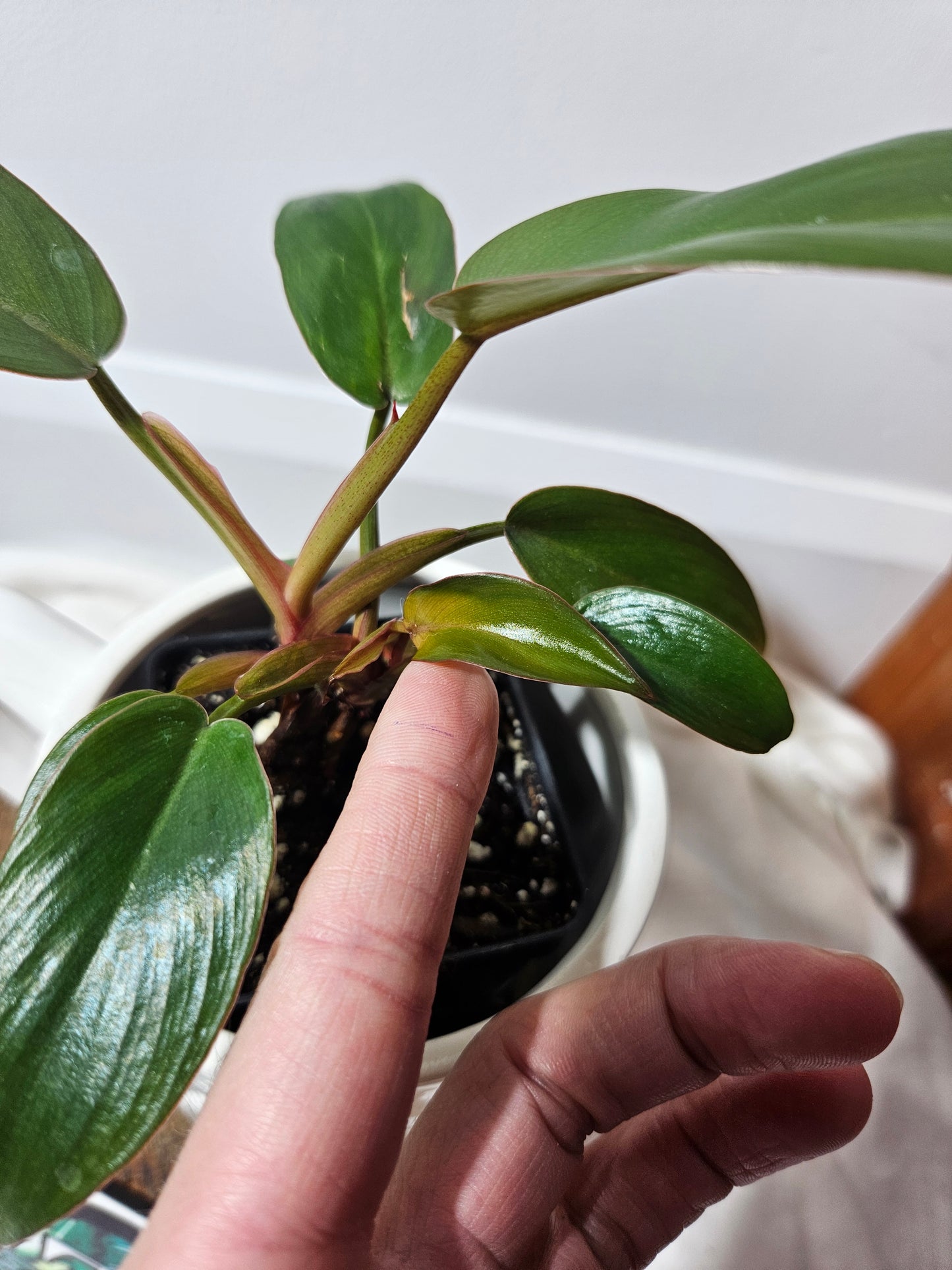 Philodendron Florida Bronze (PHI-434)