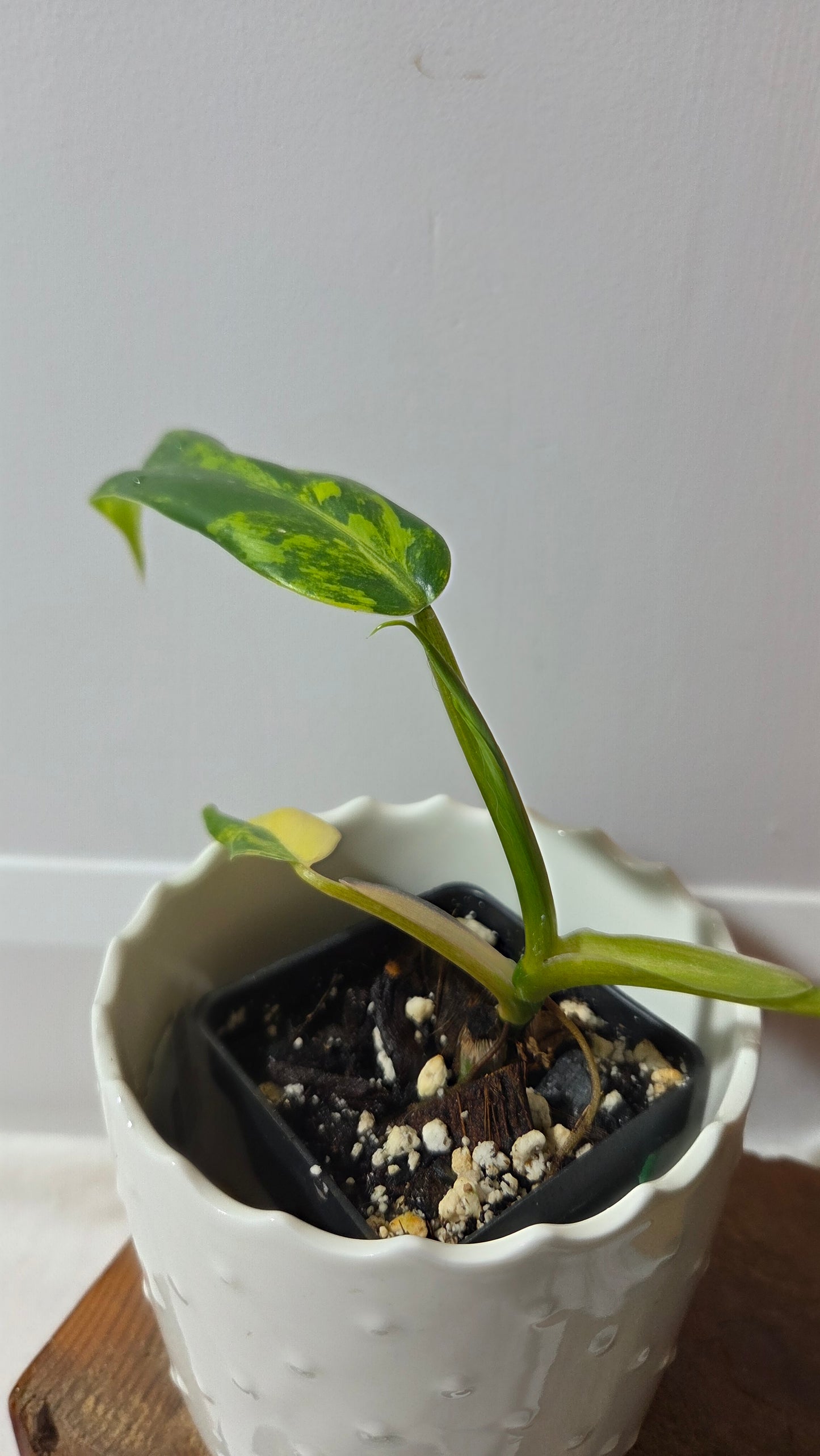 Philodendron Domesticum Variegata (PHI-966)