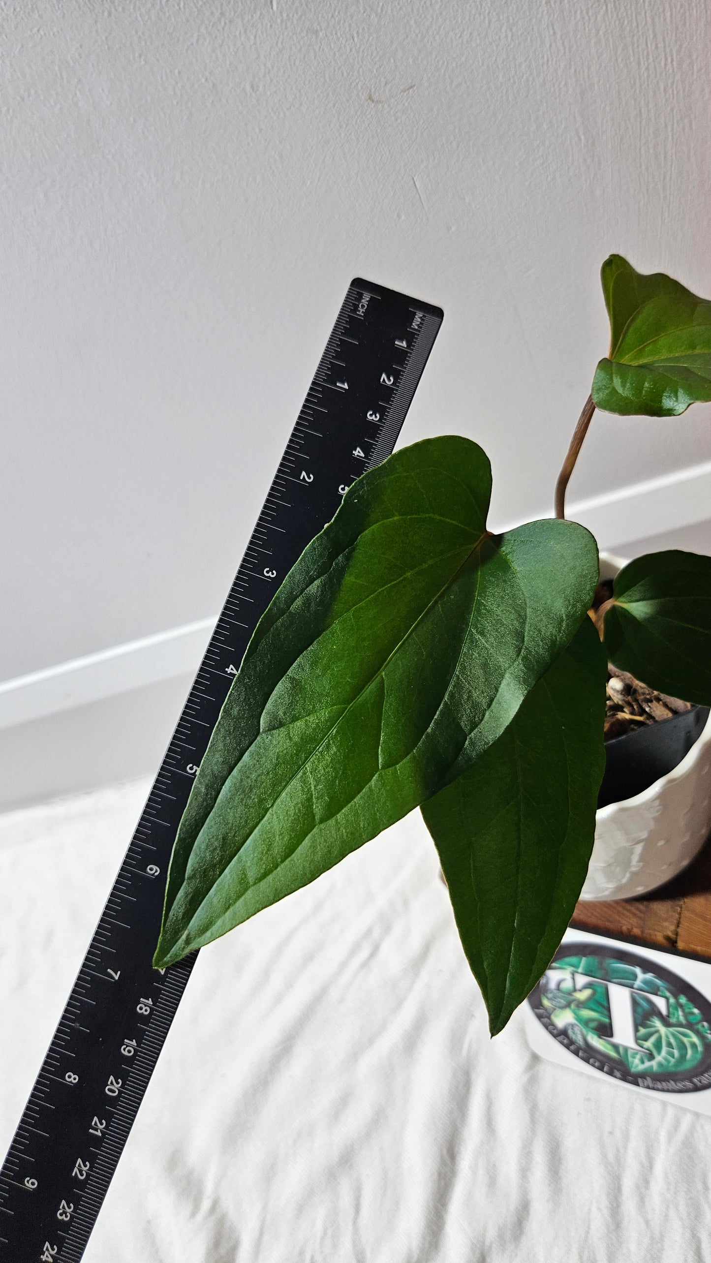 Anthurium Sagittatum Purple "format MOYEN"(ANT-616)