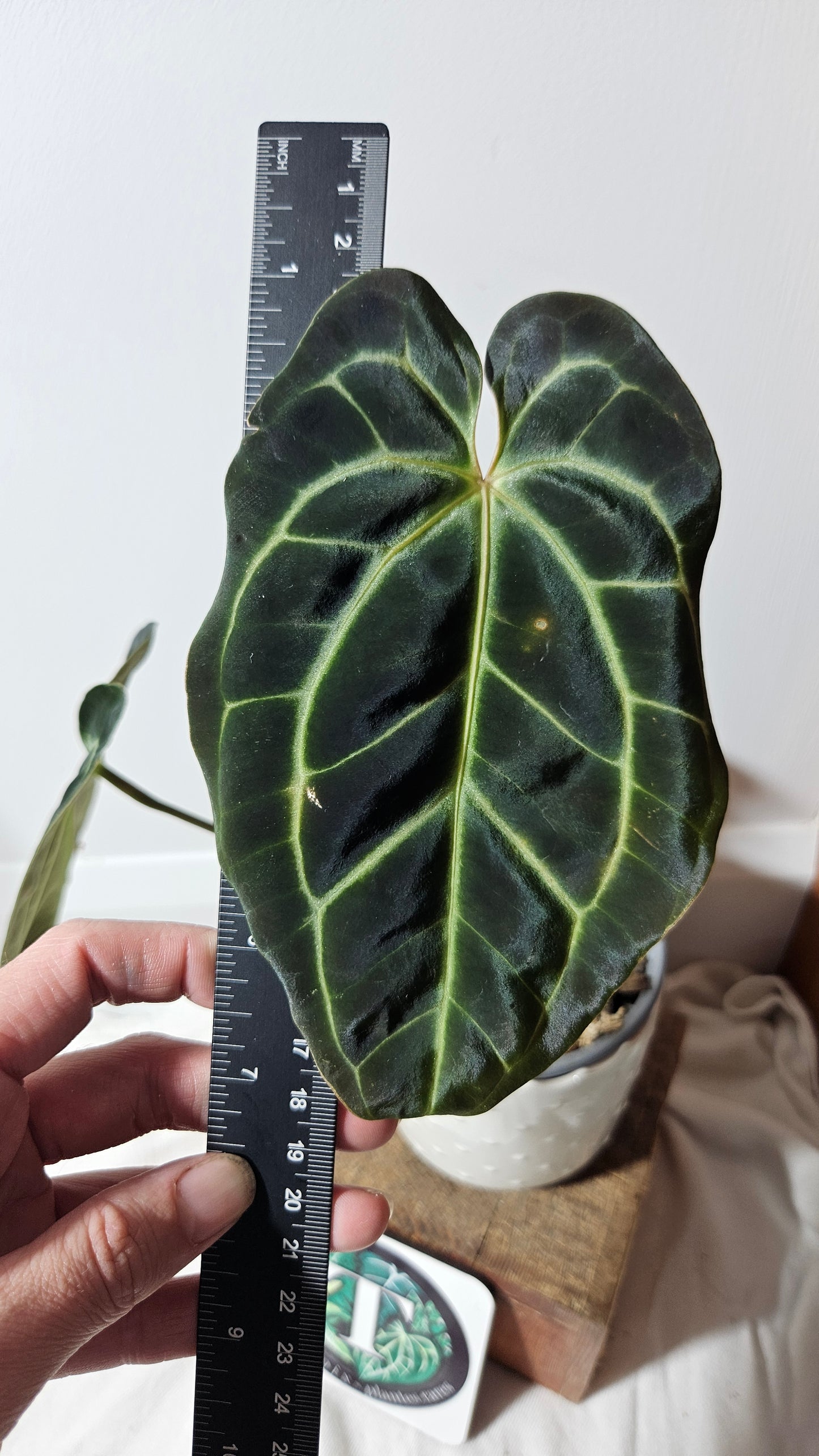 Anthurium Besseae Aff Super Dark "Format MOYEN" (ANT-206)