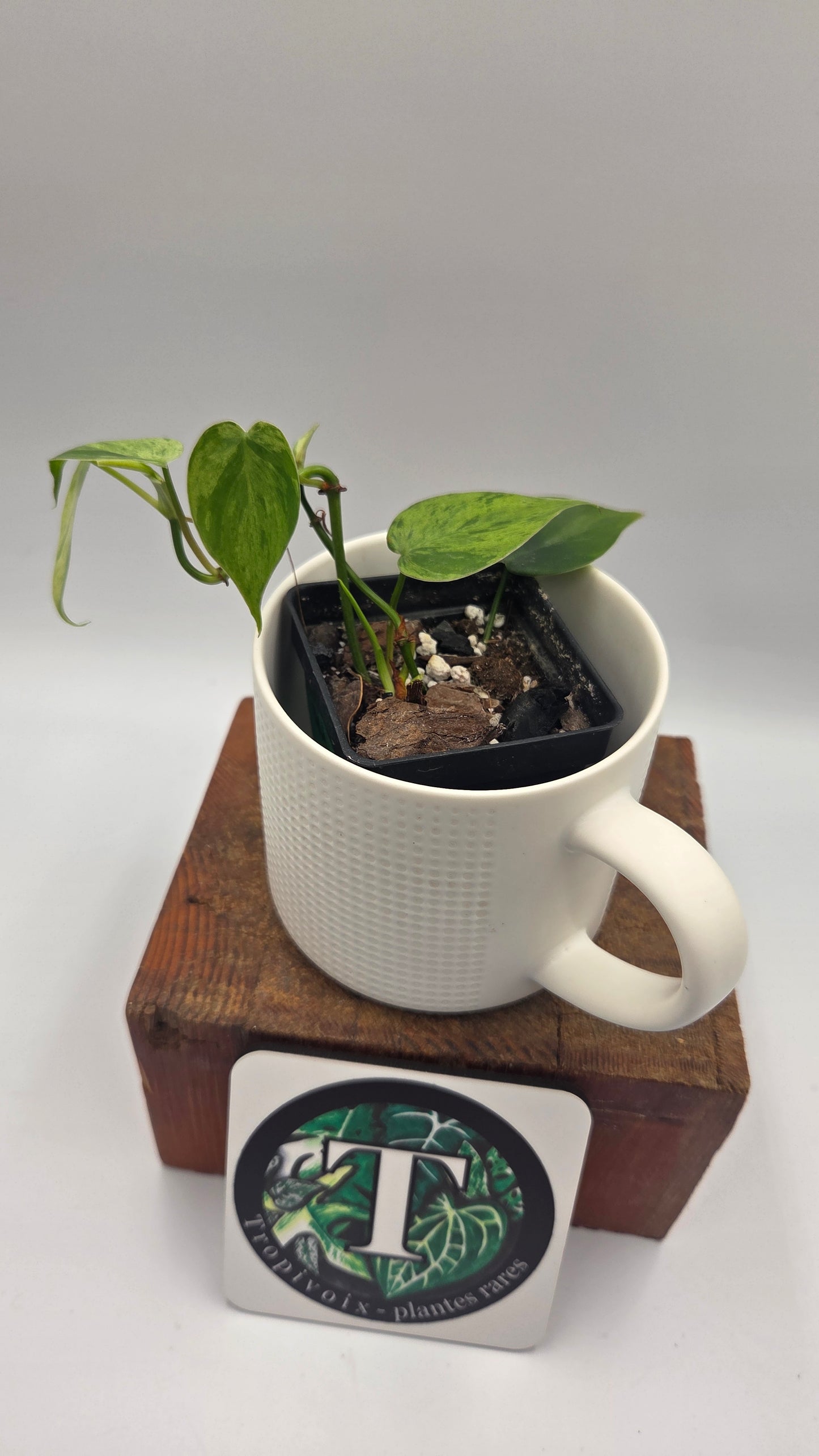 Philodendron Hederaceum Variegata (PHI-1065)