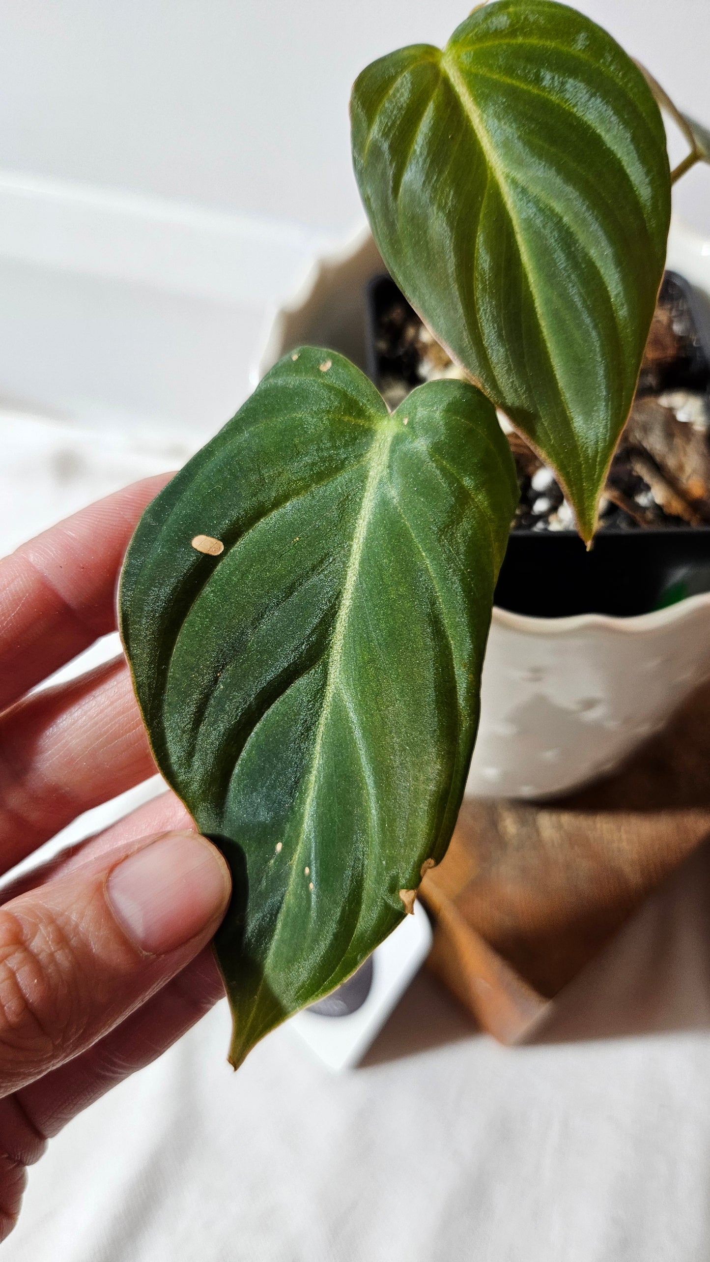 Philodendron Glorious (PHI-836)