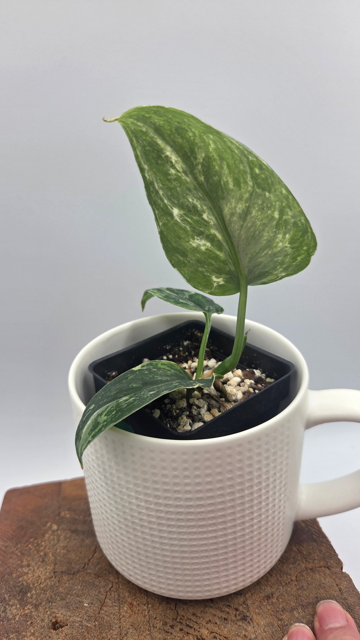 Scindapsus Dark satin Tricolore (SCI-1520)