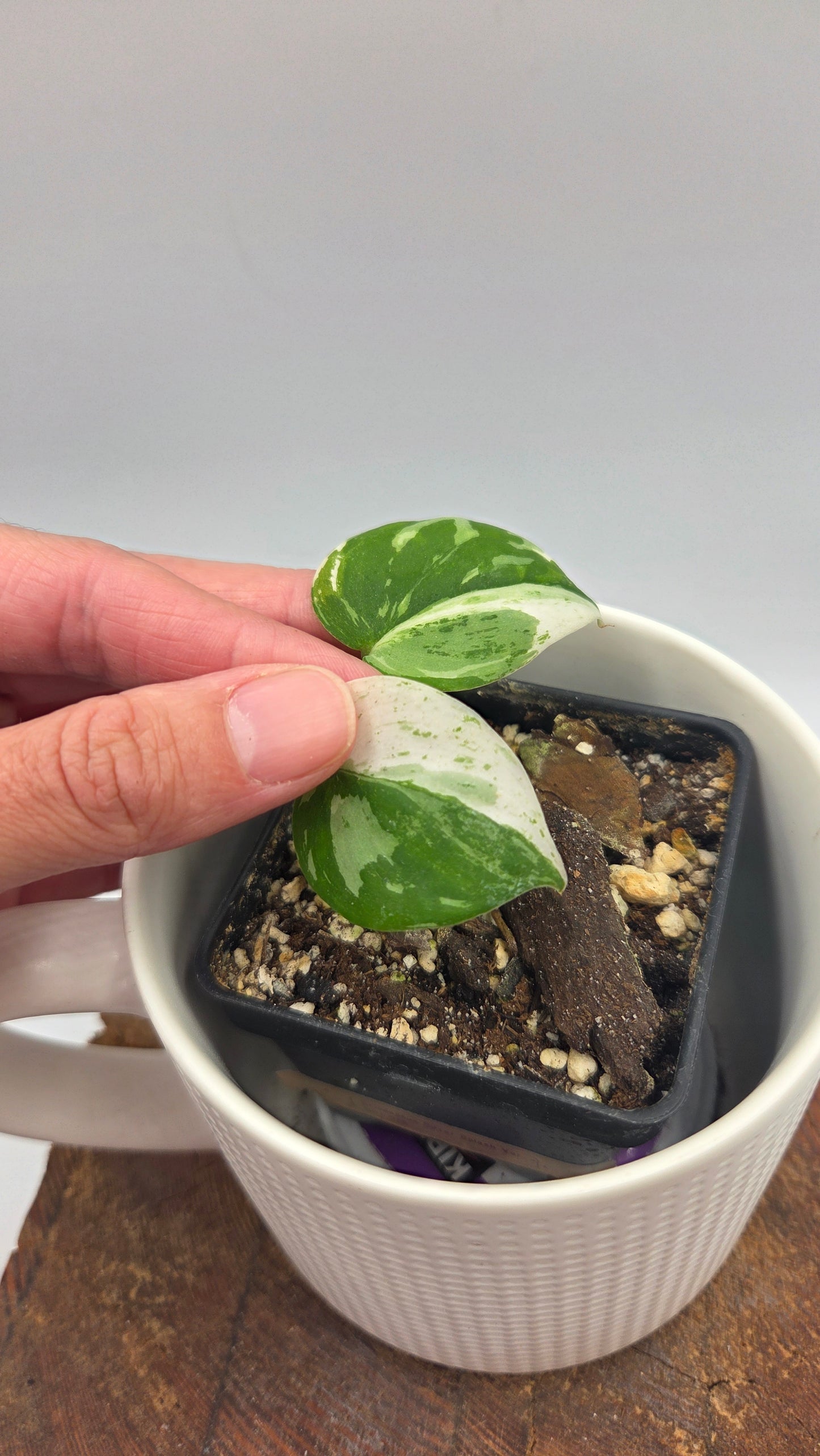 Scindapsus Silver Splash Variegata (SCI-926)