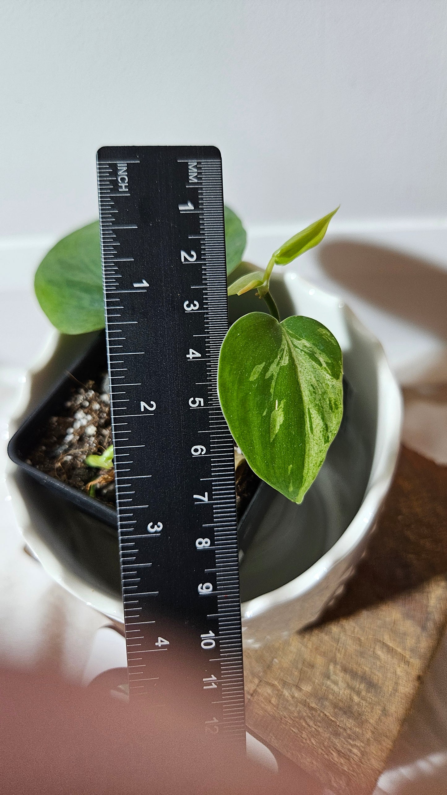 Philodendron Hederaceum Variegata (PHI-559)