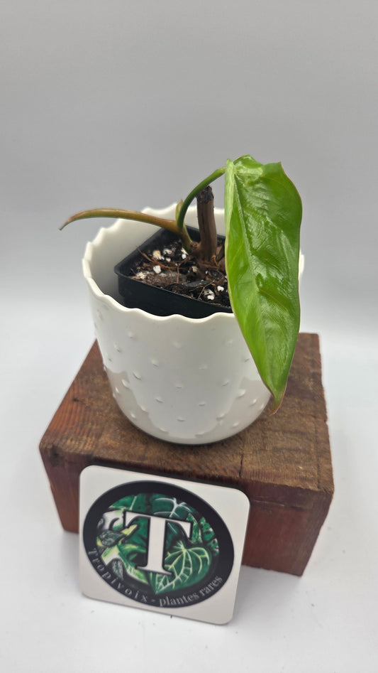 Philodendron Billietiae Aff (PHI-1081)