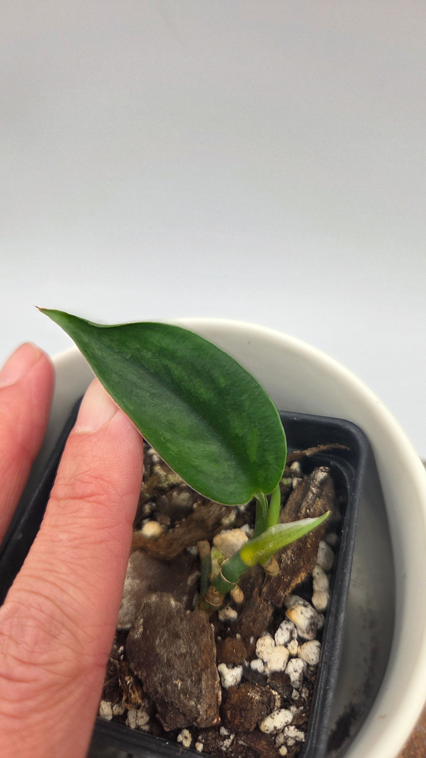 Scindapsus Spears (SCI-1489)