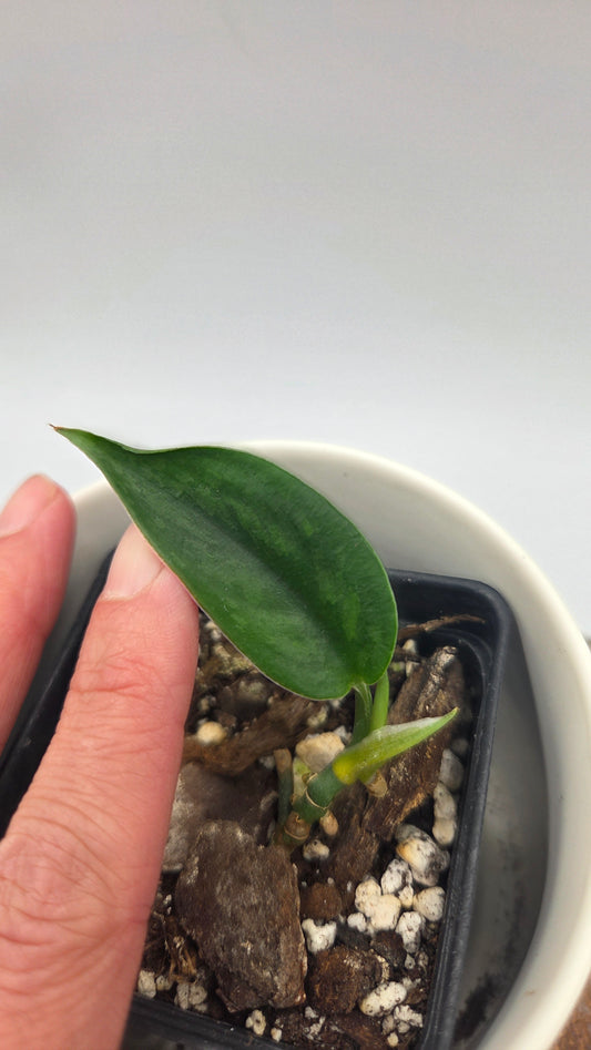 Scindapsus Spears (SCI-1489)