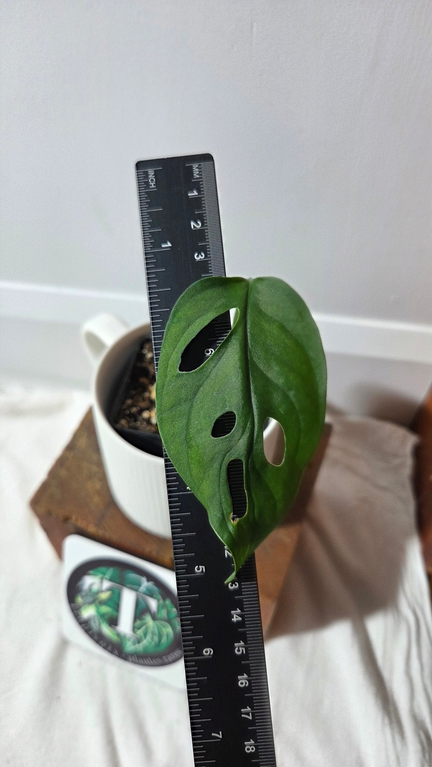 Monstera Obliqua Aff Muyuna Round (MON-523)