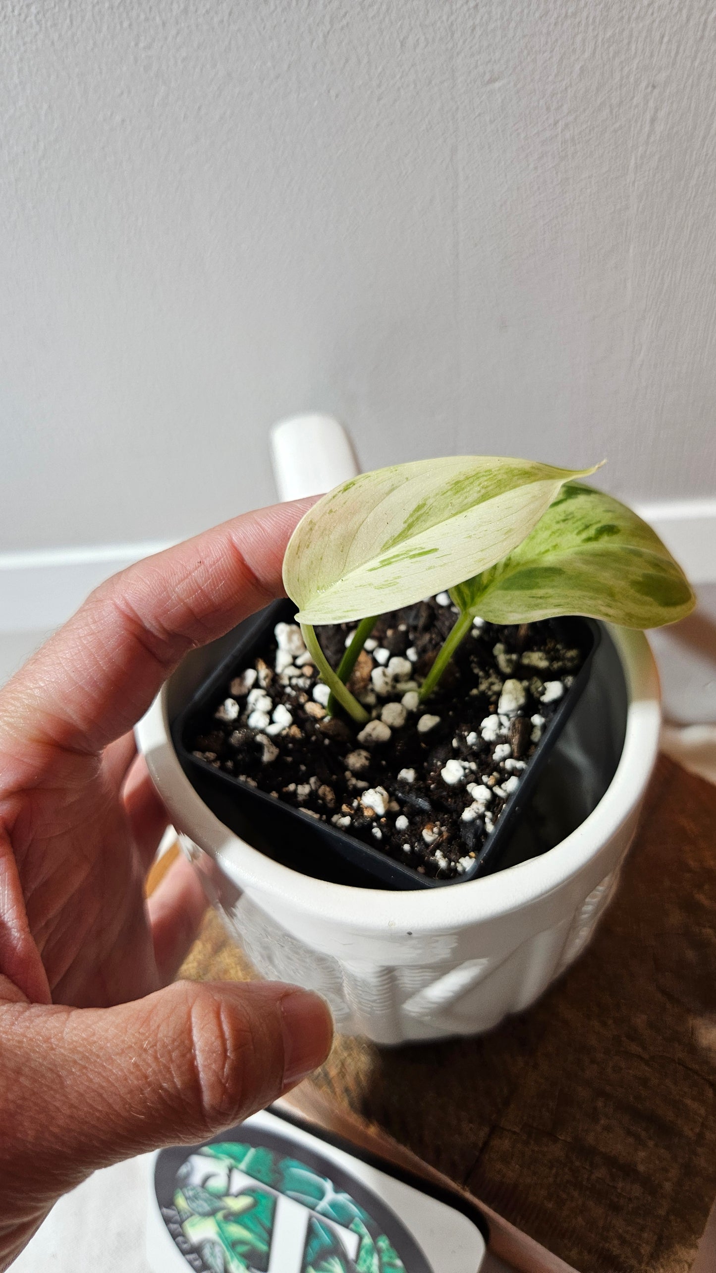 Scindapsus Blue Salaka (SCI-1163)