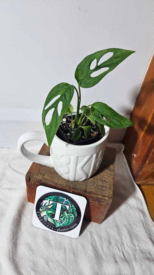 Monstera Andasonii Mint/Indo (MON-329)