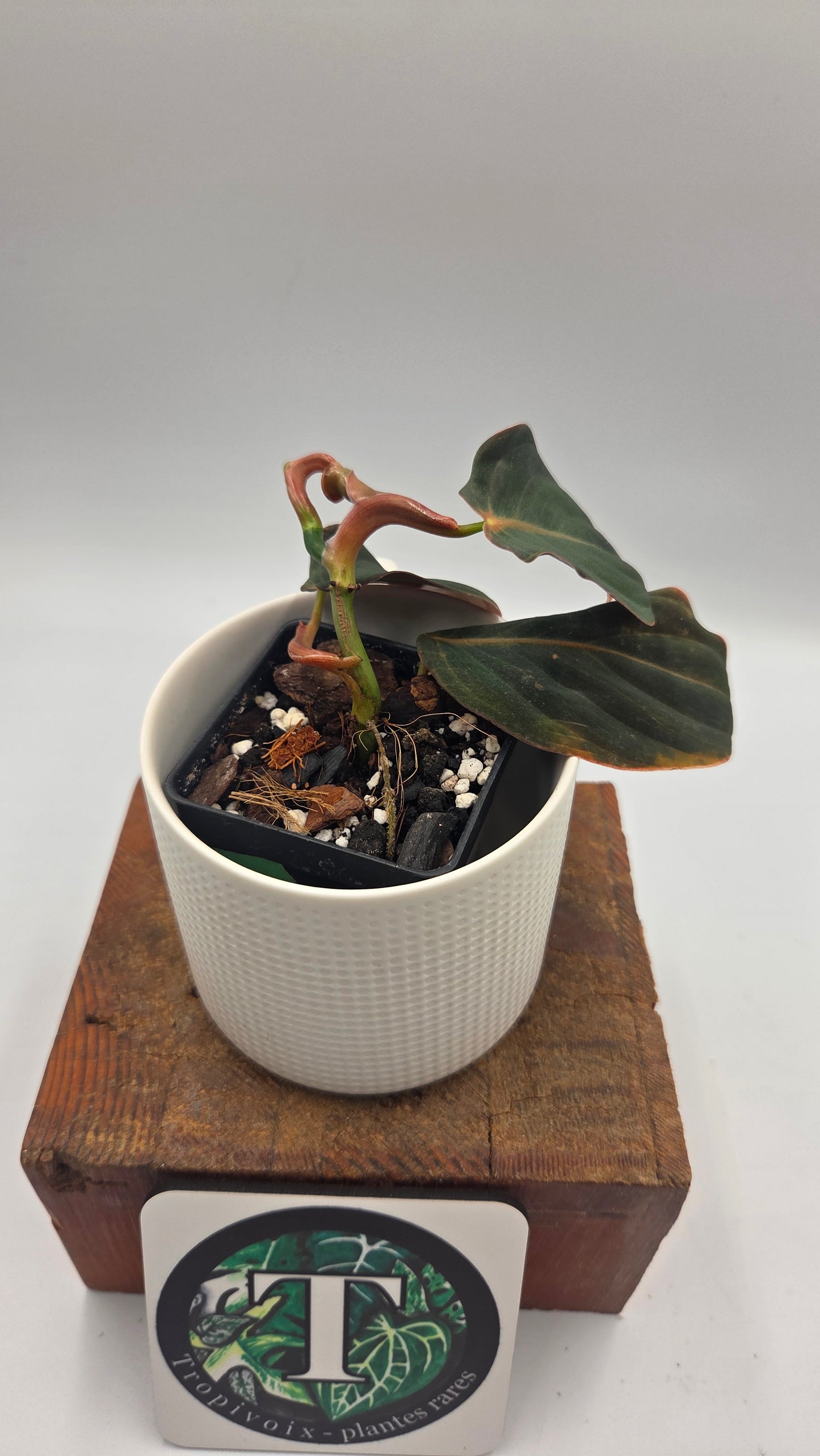 Philodendron Gigas (PHI-1055)