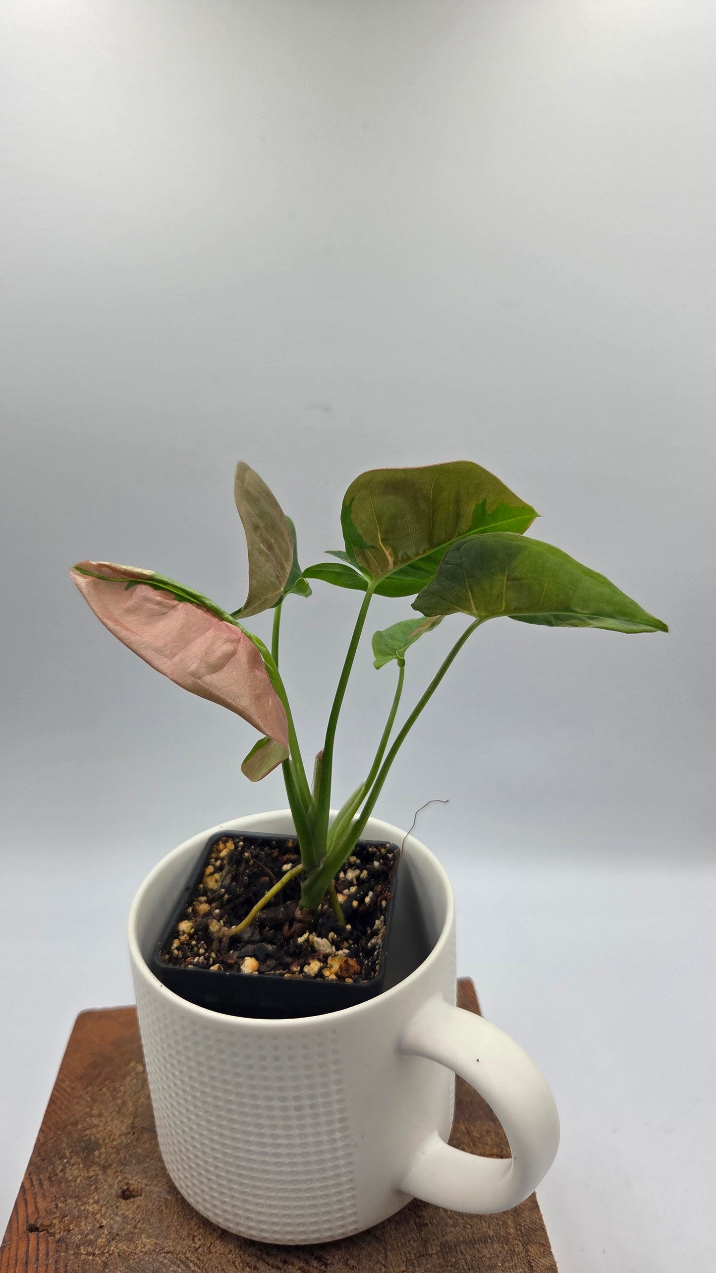 Syngonium Pink Lava (SYN-521)