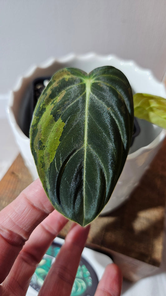 Philodendron Melanochrysum Variegata (PHI-867)