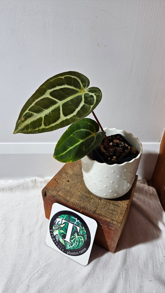 Anthurium  Carlablackiae (d'équateur) "format MOYEN" (ANT-406)