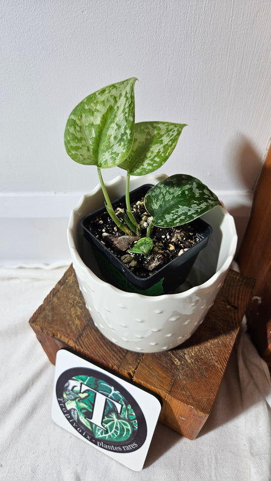 Scindapsus Geulis (SCI-1044)