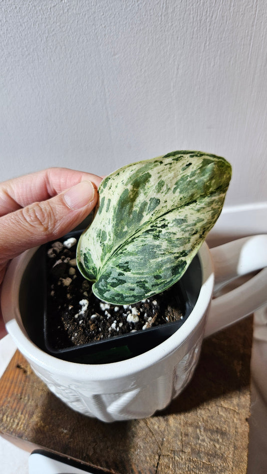 Scindapsus Peasun (SCI-1064)