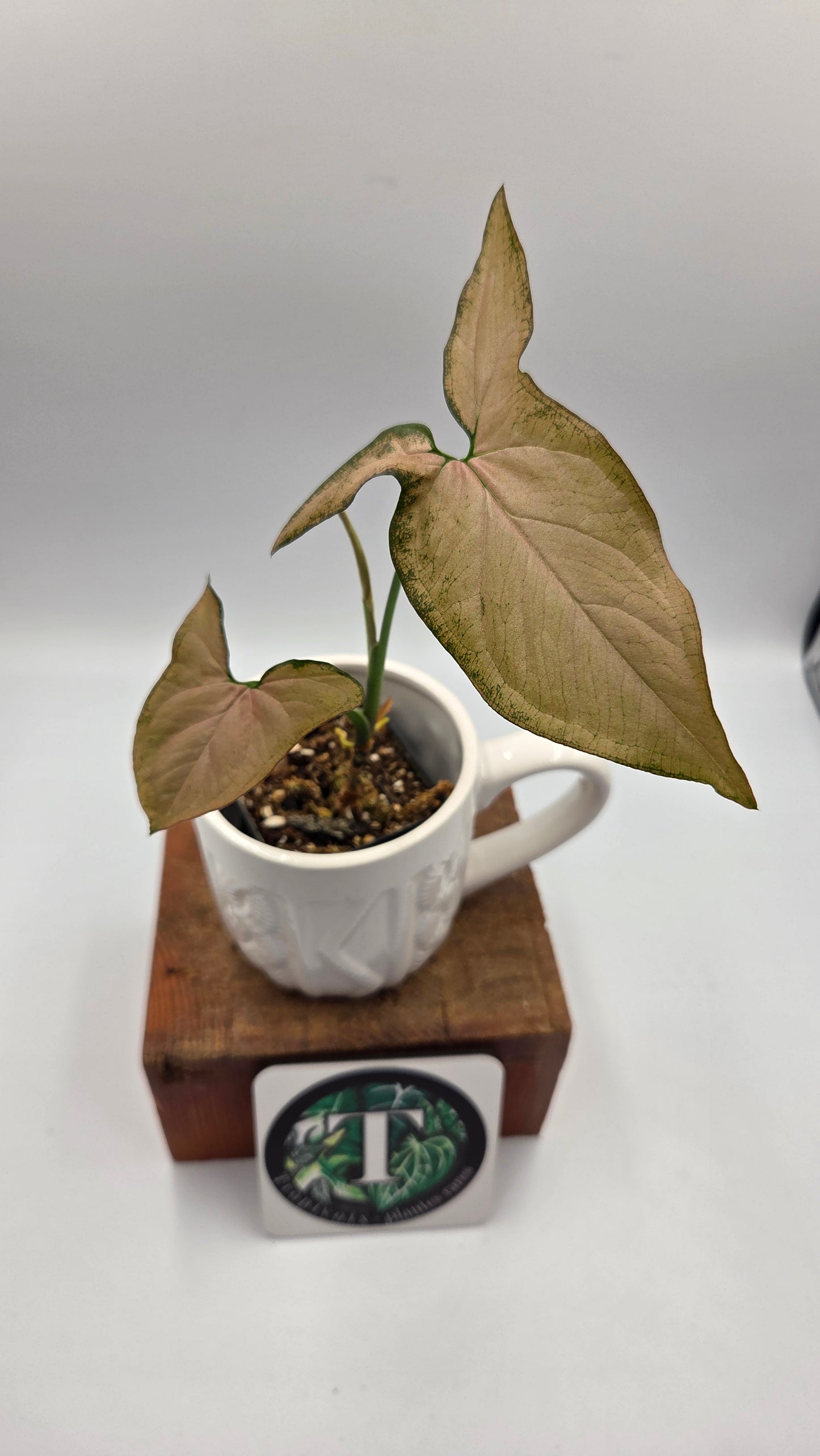Syngonium Black Pink (SYN-525)