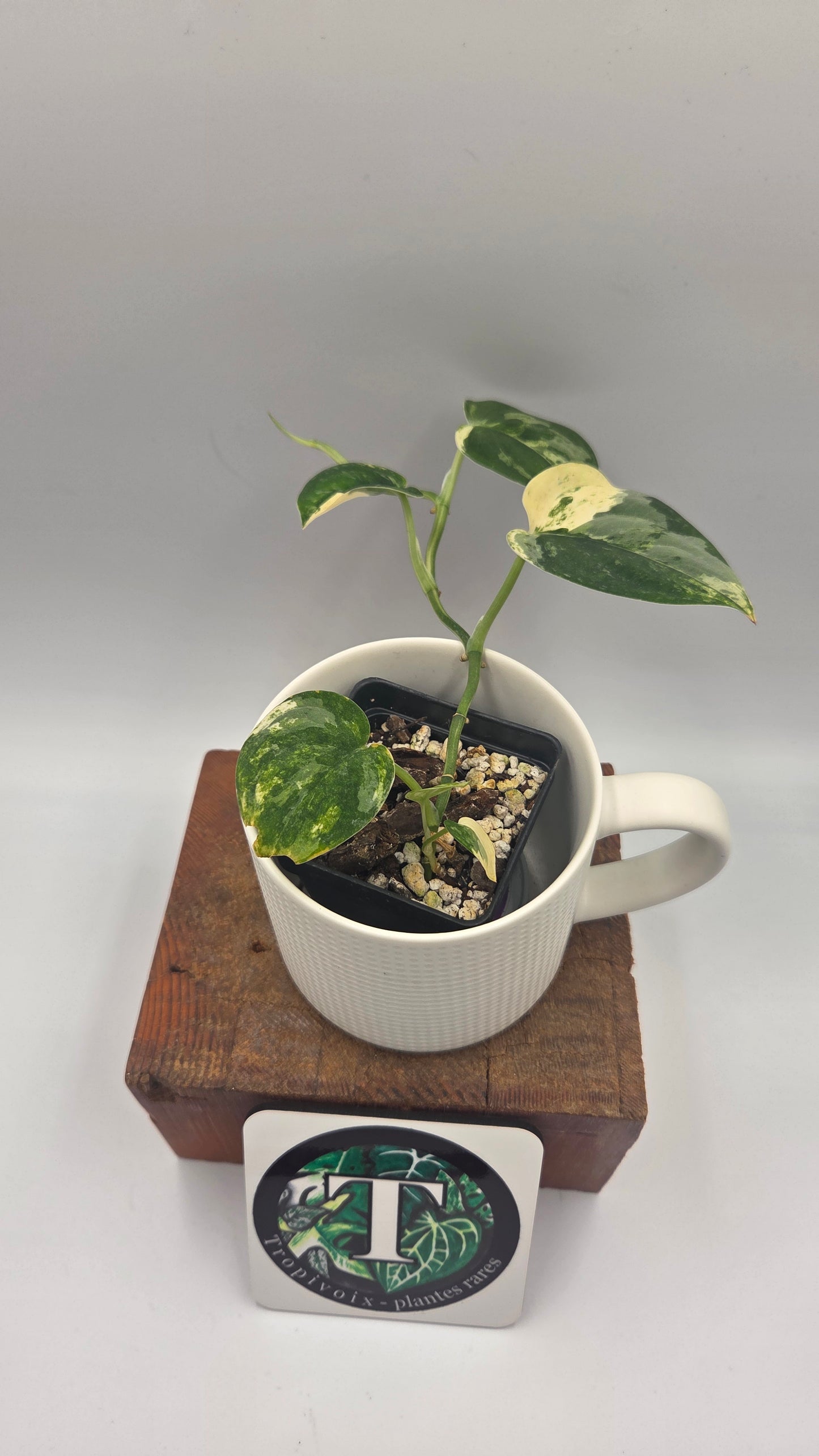 Scindapsus Mangurai (SCI-1467)