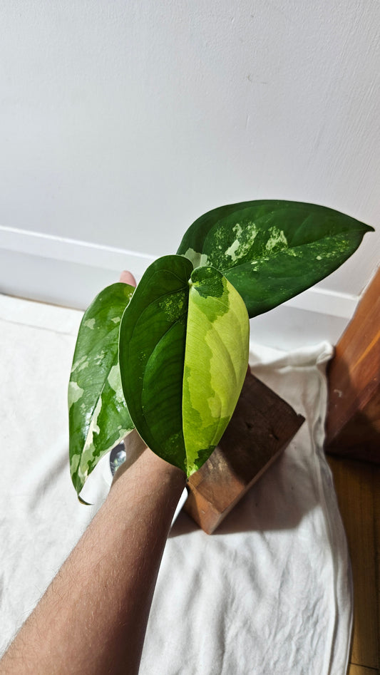 Syngonium Chiapense Albo (SYN-426)