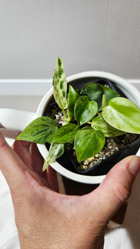 Philodendron Hederaceum Variegata (PHI-907)