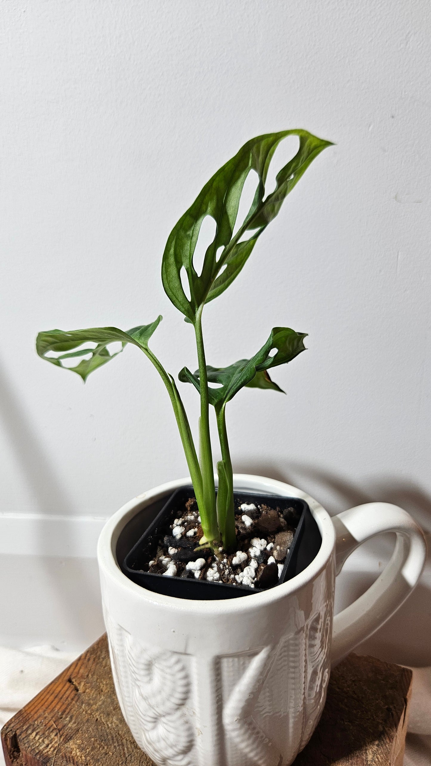 Monstera Acuminata (MON-224)