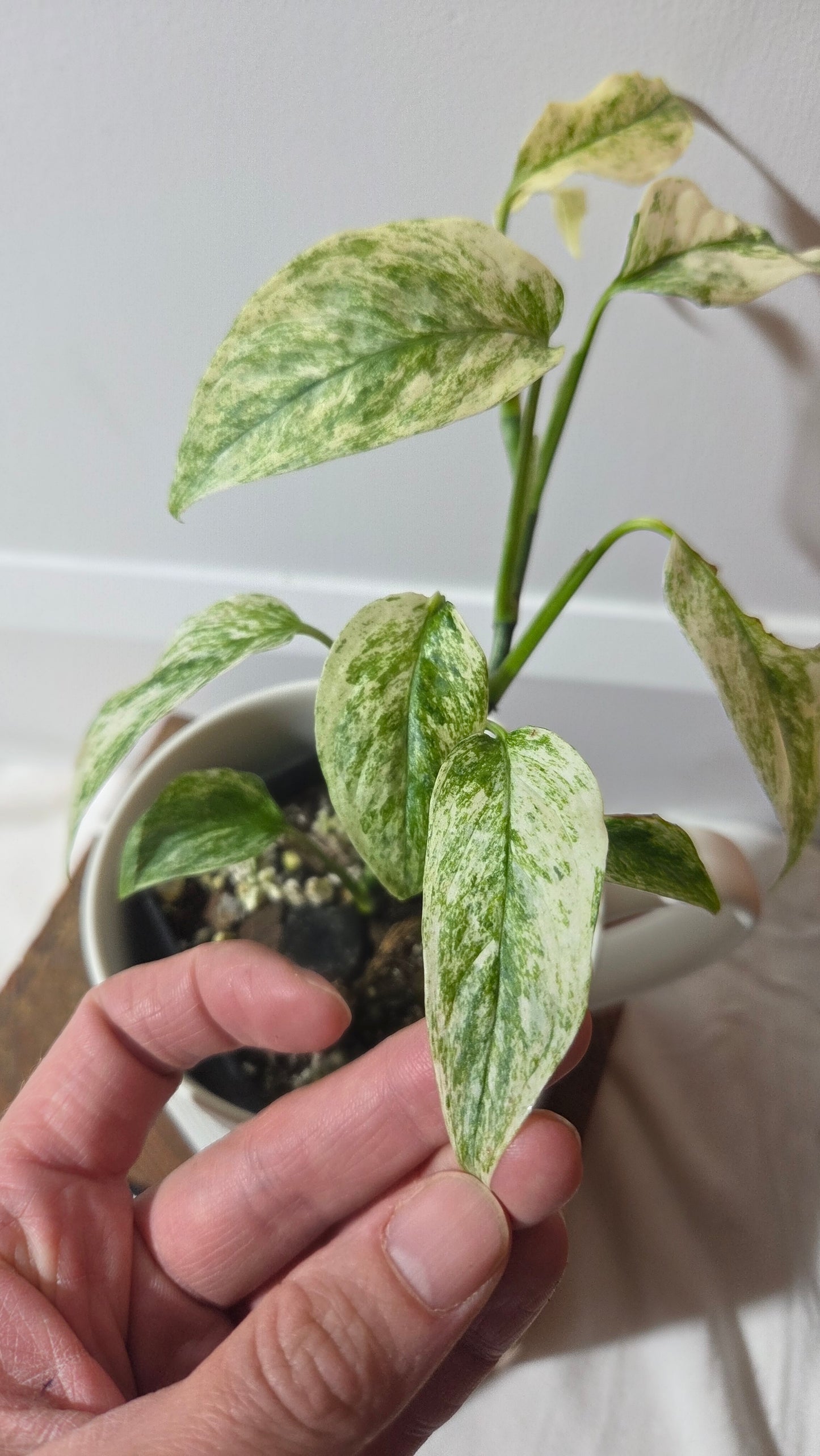 Monstera Laniata Mint (MON-391)