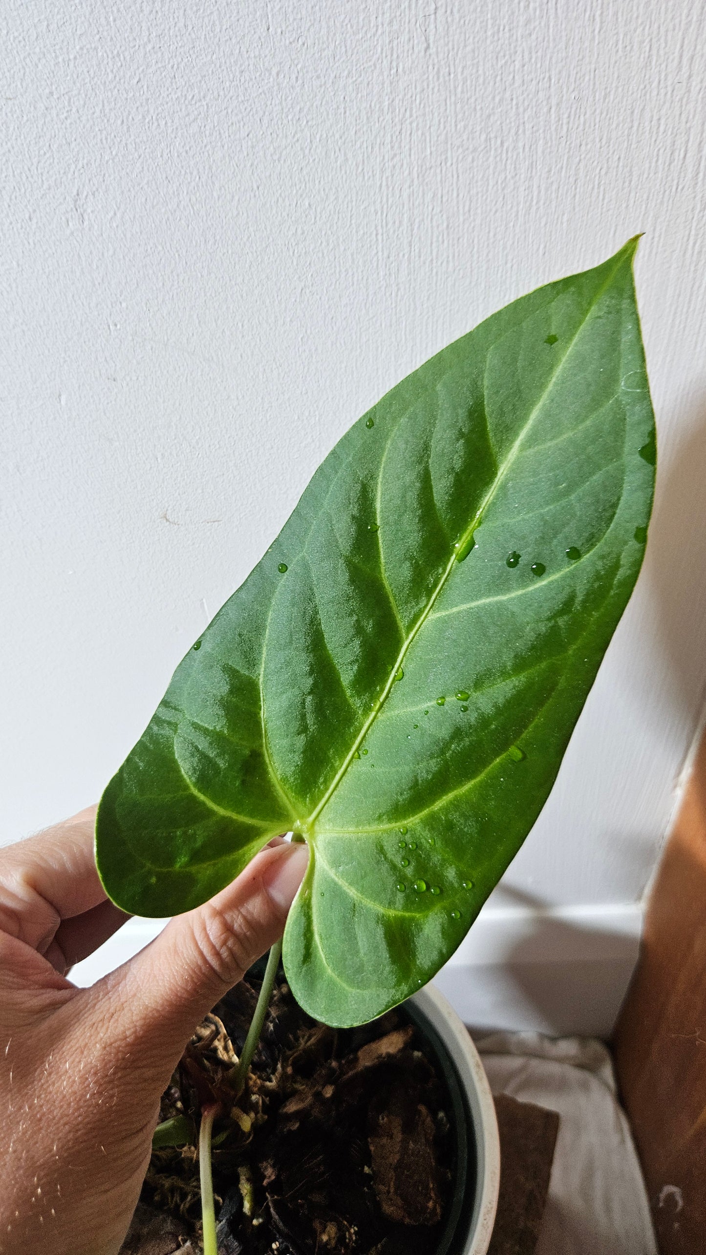 Anthurium Silver Blush X Subsignatum "format MOYEN/LARGE" (ANT-080)