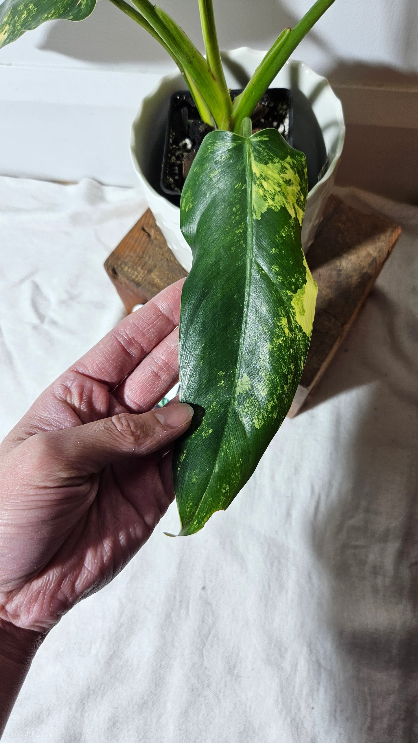 Philodendron Domesticum Variegata (PHI-664)