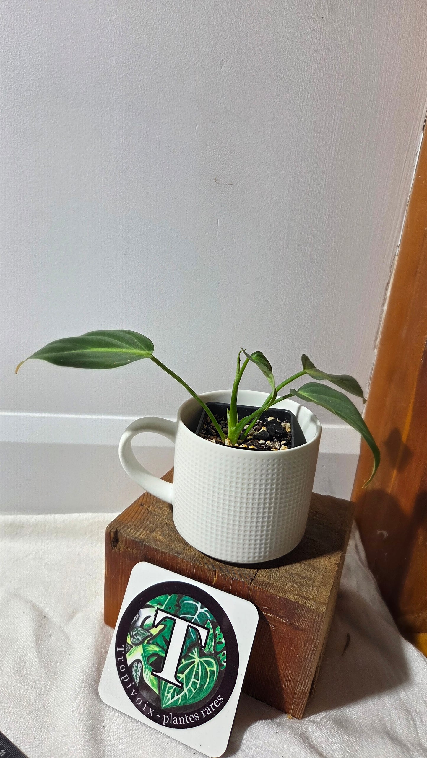 Philodendron Gloriosum x Plowmanii (PHI-1002)