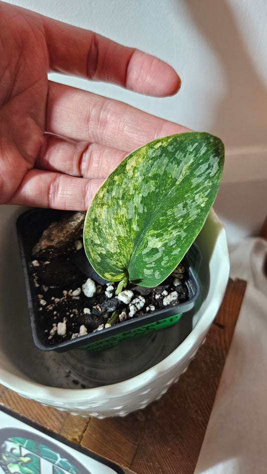 Scindapsus Rajatapura Aurea (SCI-1020)