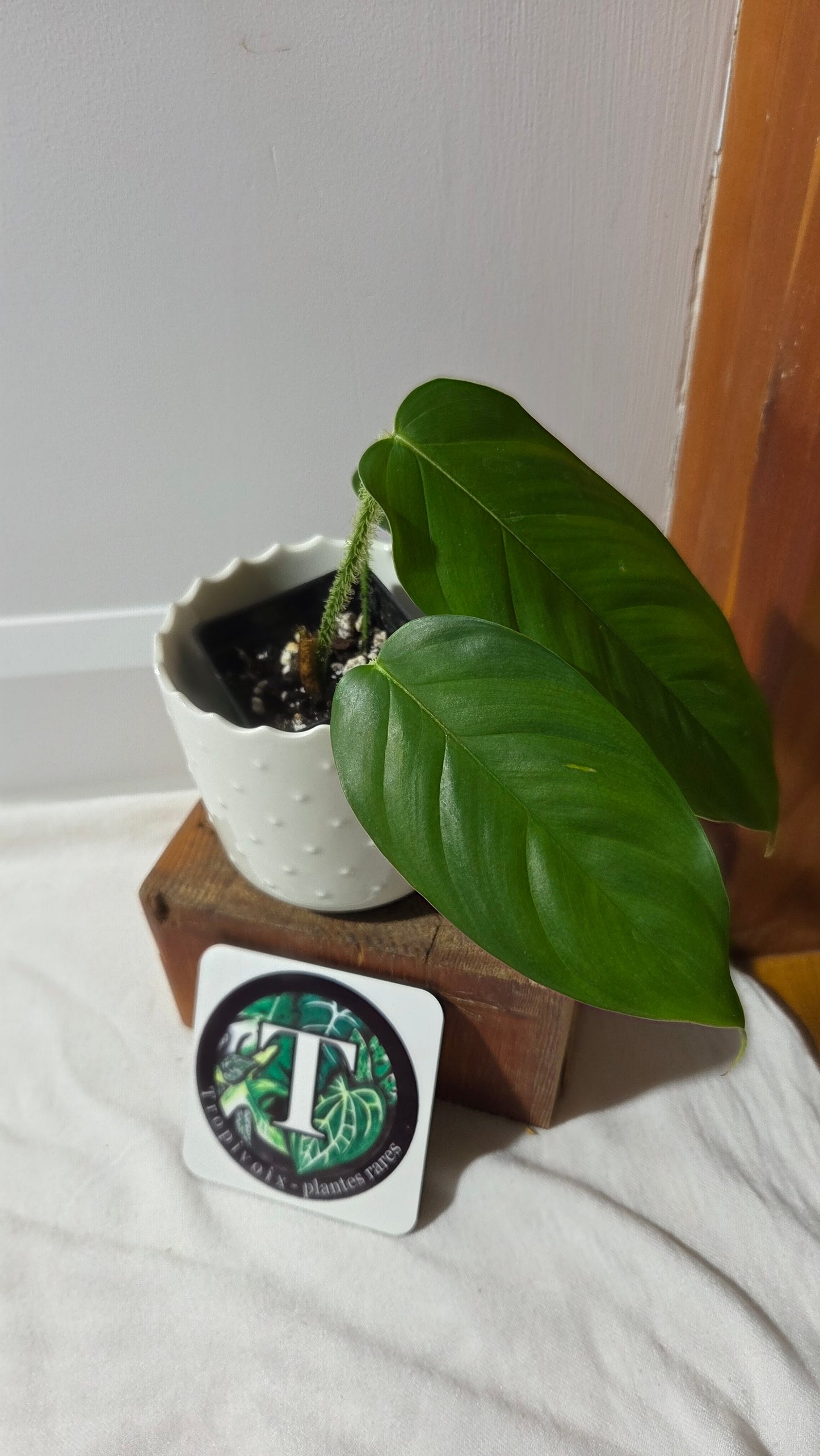 Philodendron Genevievianum (PHI-969)