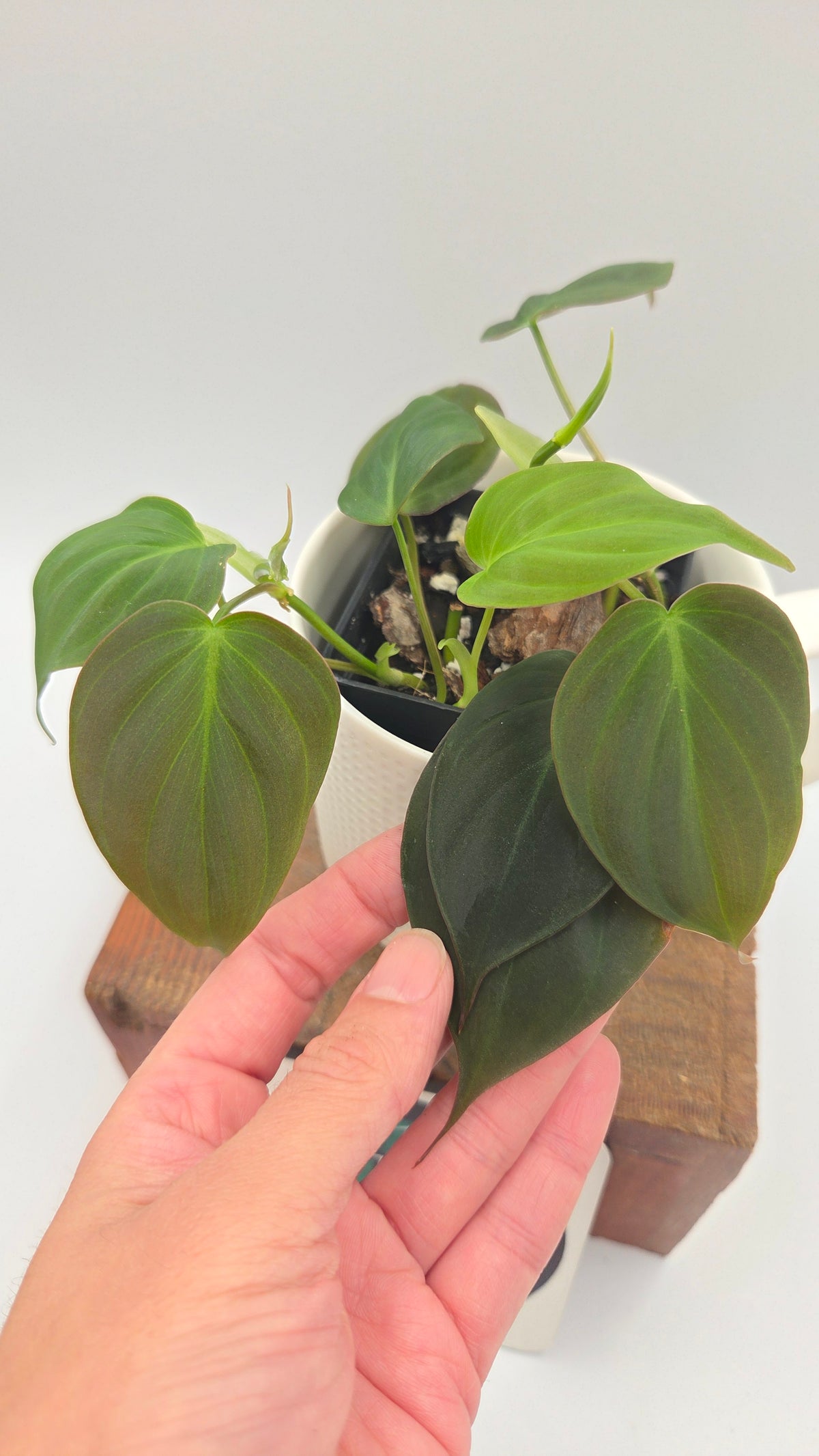 Philodendron Mican (PHI-1097)