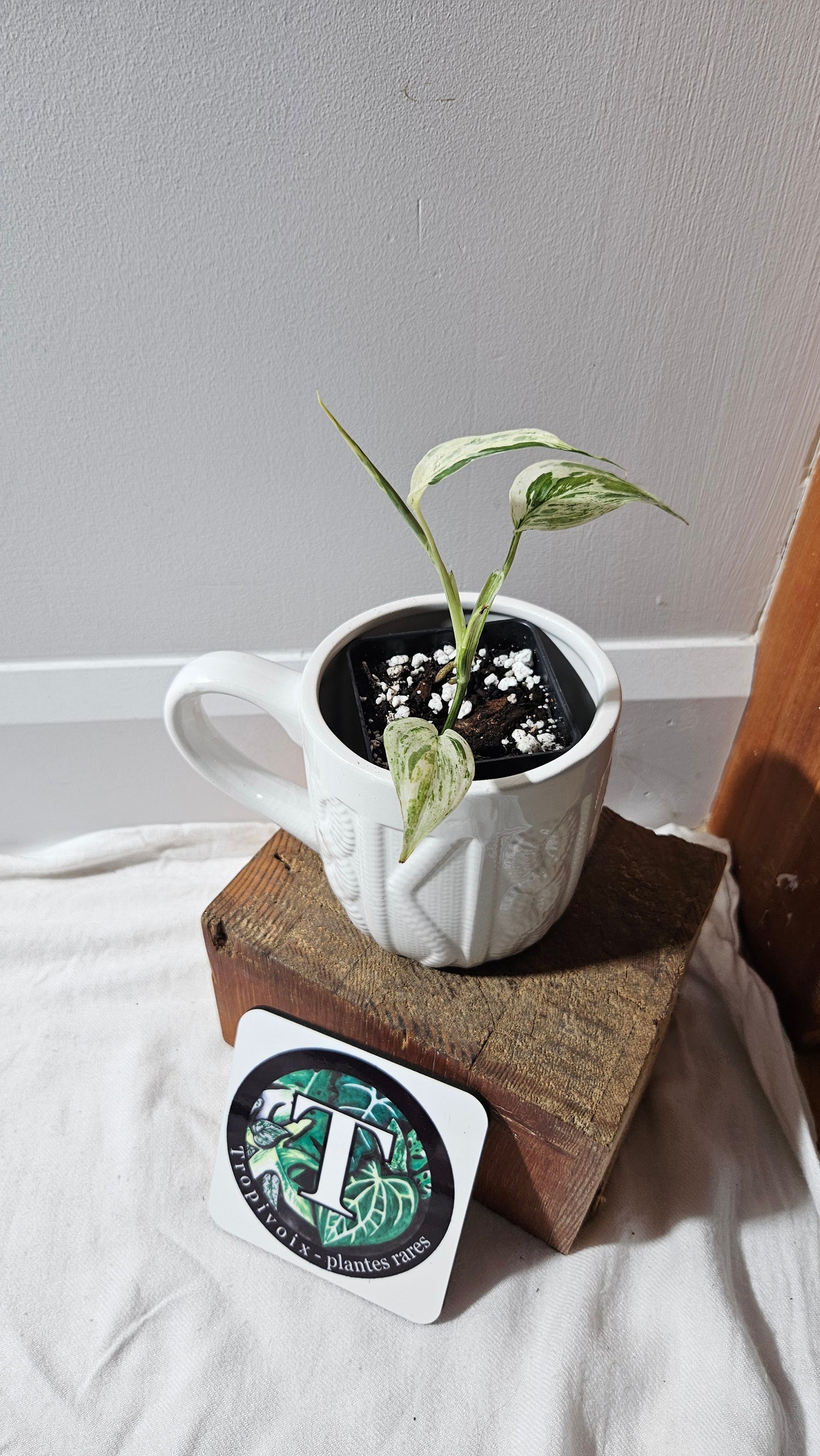 Scindapsus Blue Salaka (SCI-1160)