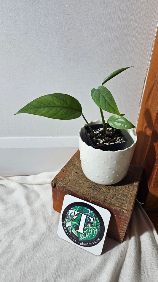 Epipremnum Cebu blue (EPI-206)