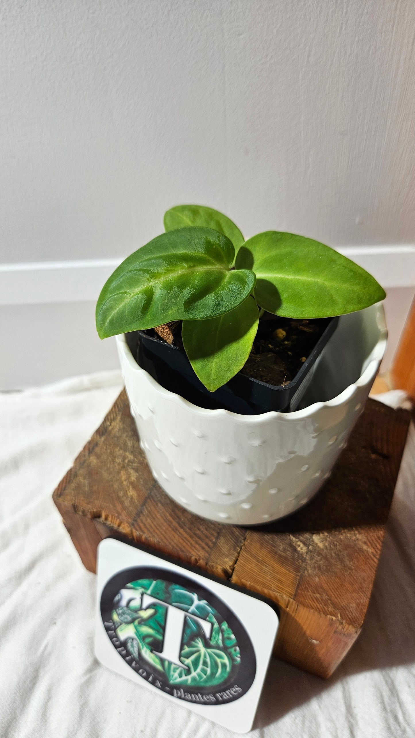 Anthurium Villenaorum X Warocqueanum  "format PETIT"(ANT-615)