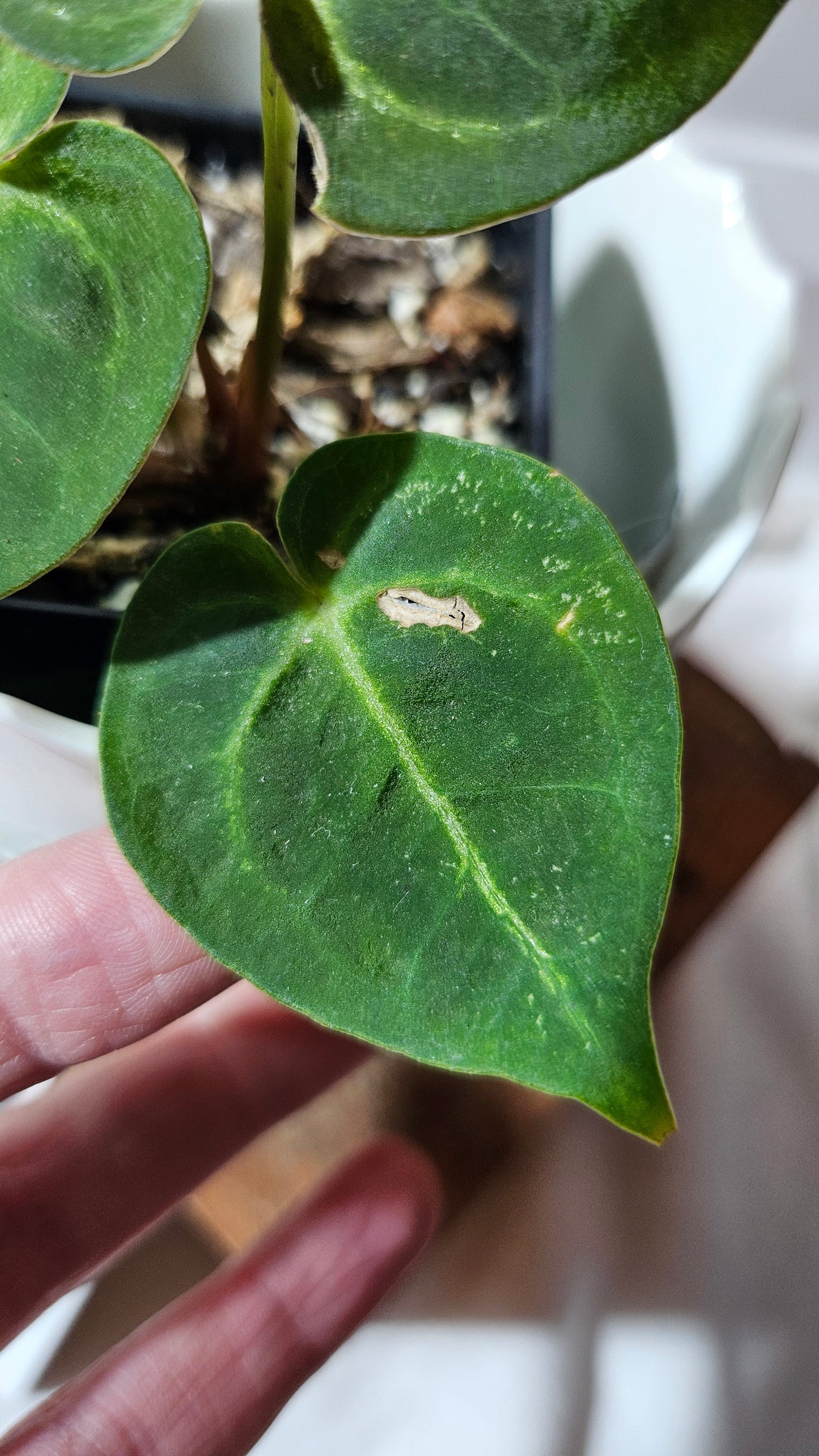 Anthurium Hoffmanii Red Sinus X Silver Hope (ANT-273)