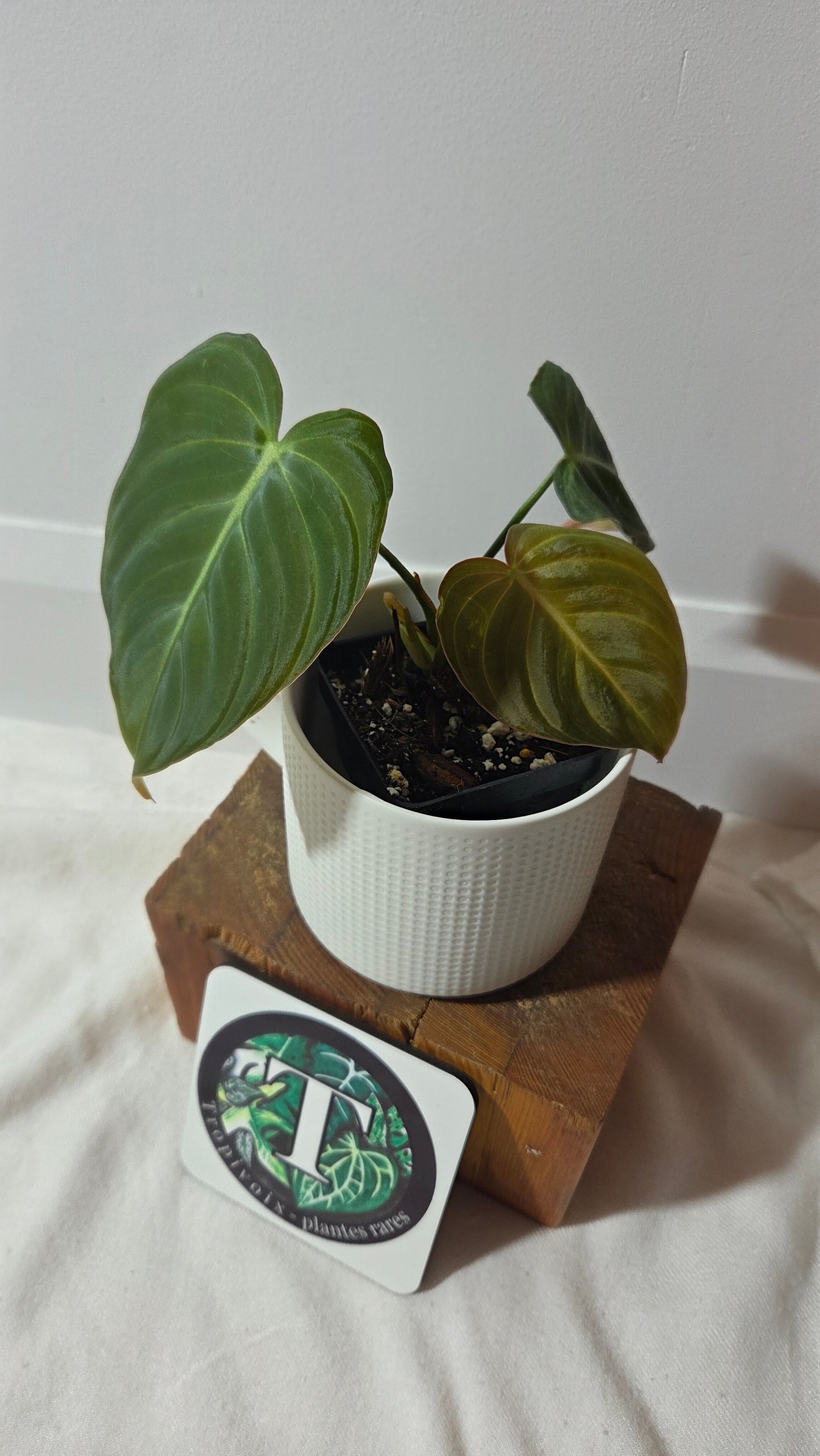 Philodendron Glorious (PHI-1008)