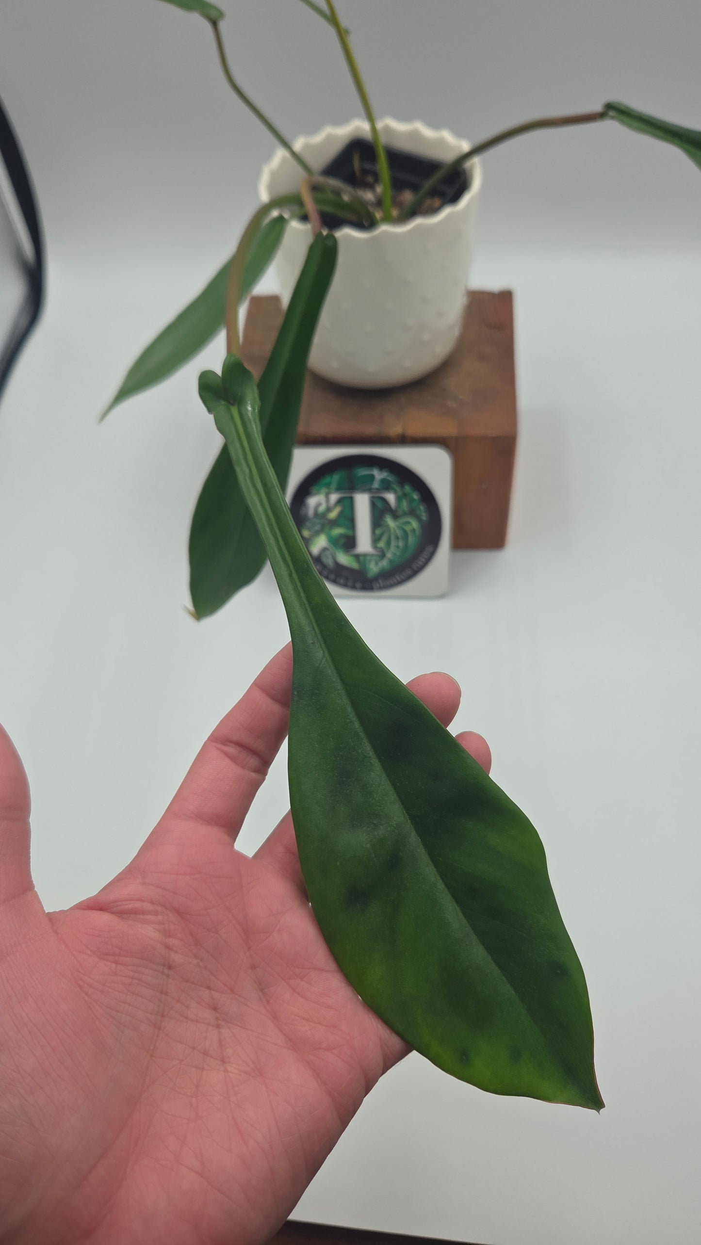 Philodendron Joepii (PHI-1034)