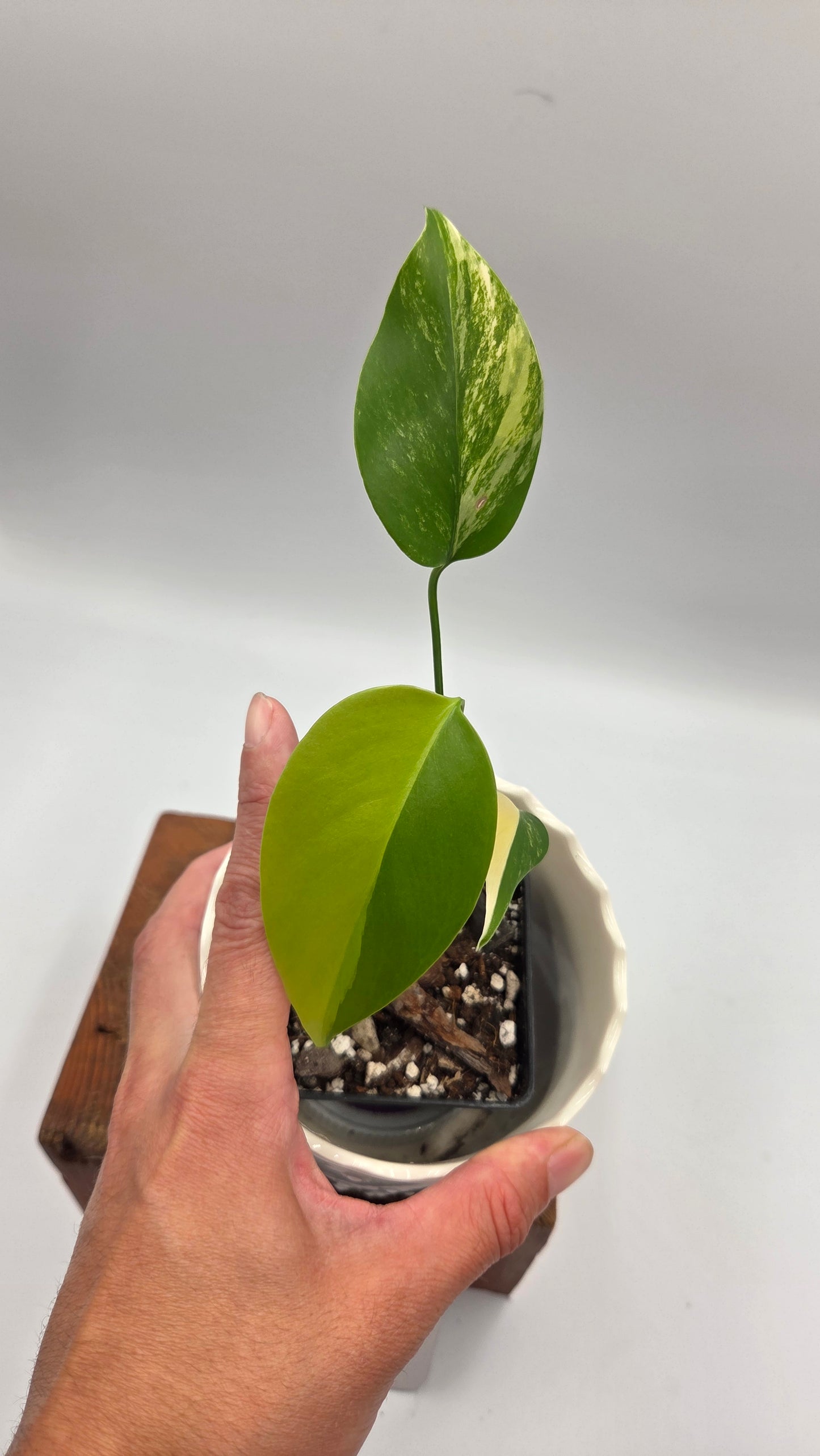 Monstera Aurea (MON-567)