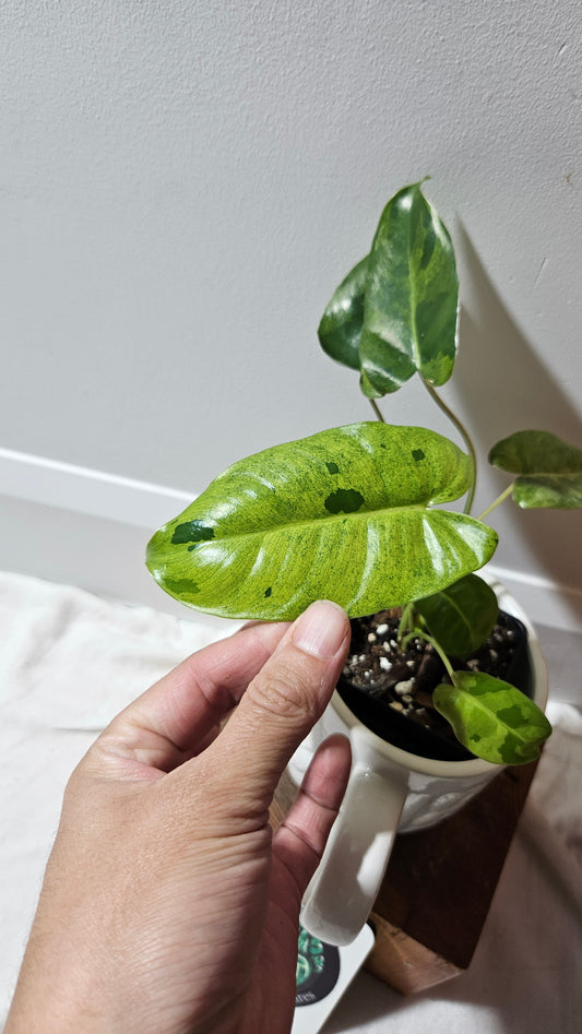 Philodendron BurleMarx Variegata  X Paraiso Verde (PHI-914)